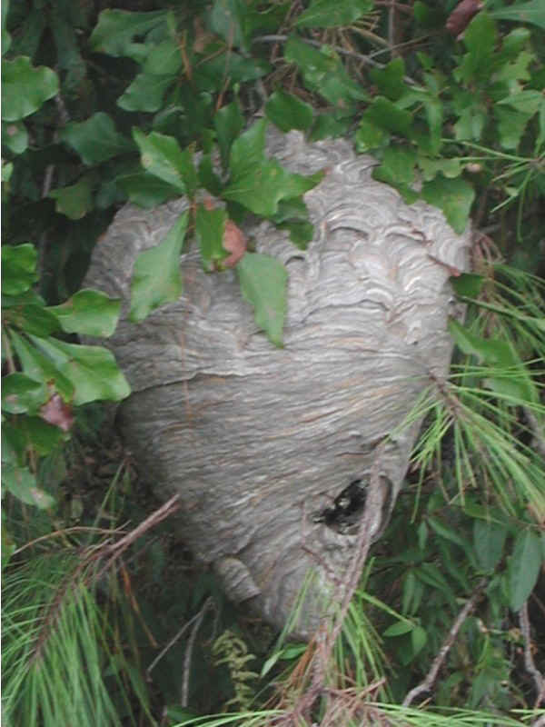 hornet_nest4.jpg (50642 bytes)