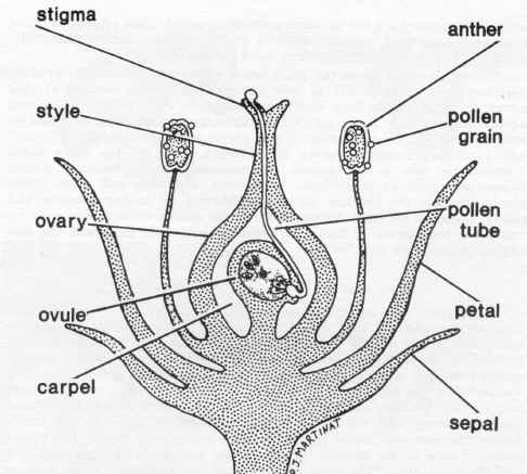 x-section.jpg (27147 bytes)