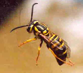 yellowjacket.jpg (9104 bytes)